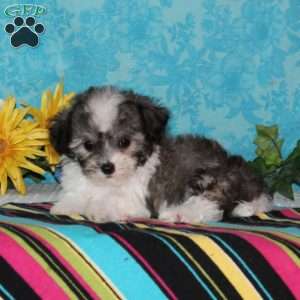 Common Loon, Maltipoo Puppy